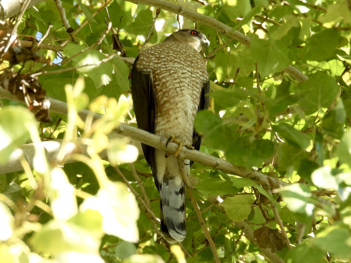 Куперов ястреб - ML645581743