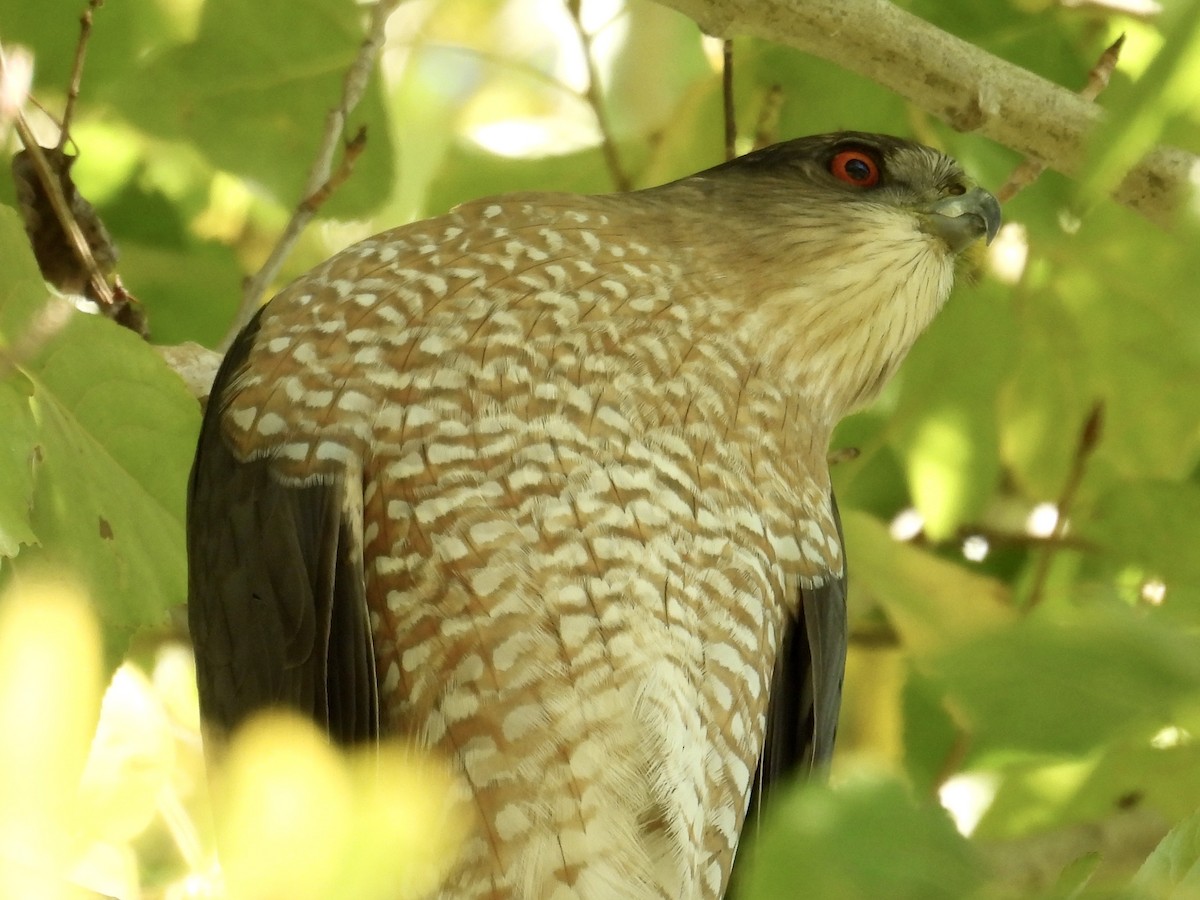 Куперов ястреб - ML645581744