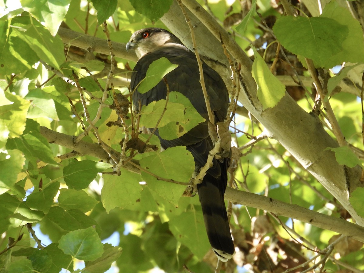 Куперов ястреб - ML645581745