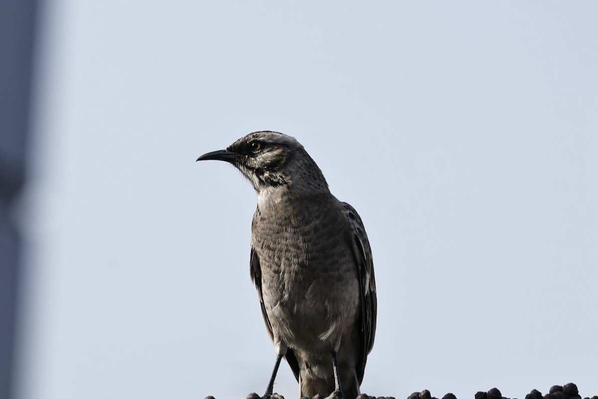 Длиннохвостый пересмешник - ML645581746