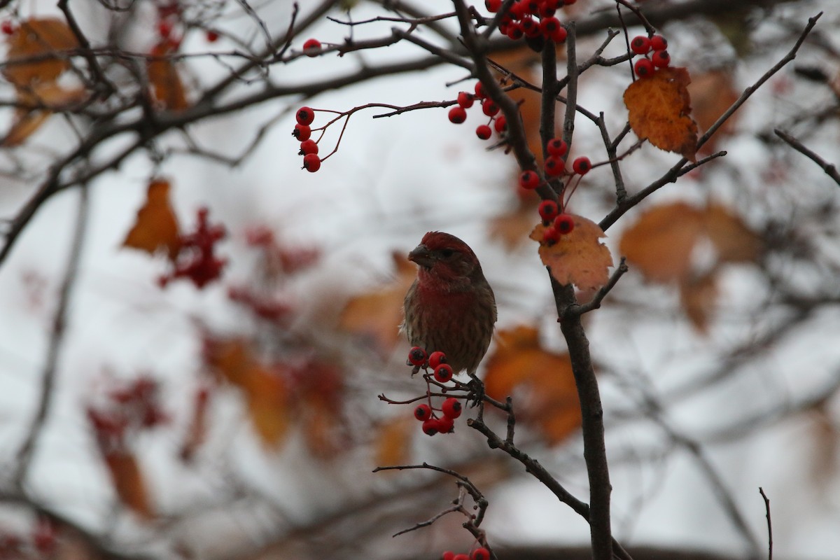 Мексиканская чечевица - ML645581748