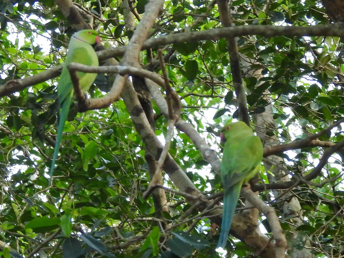 Попугай Крамера - ML645581750