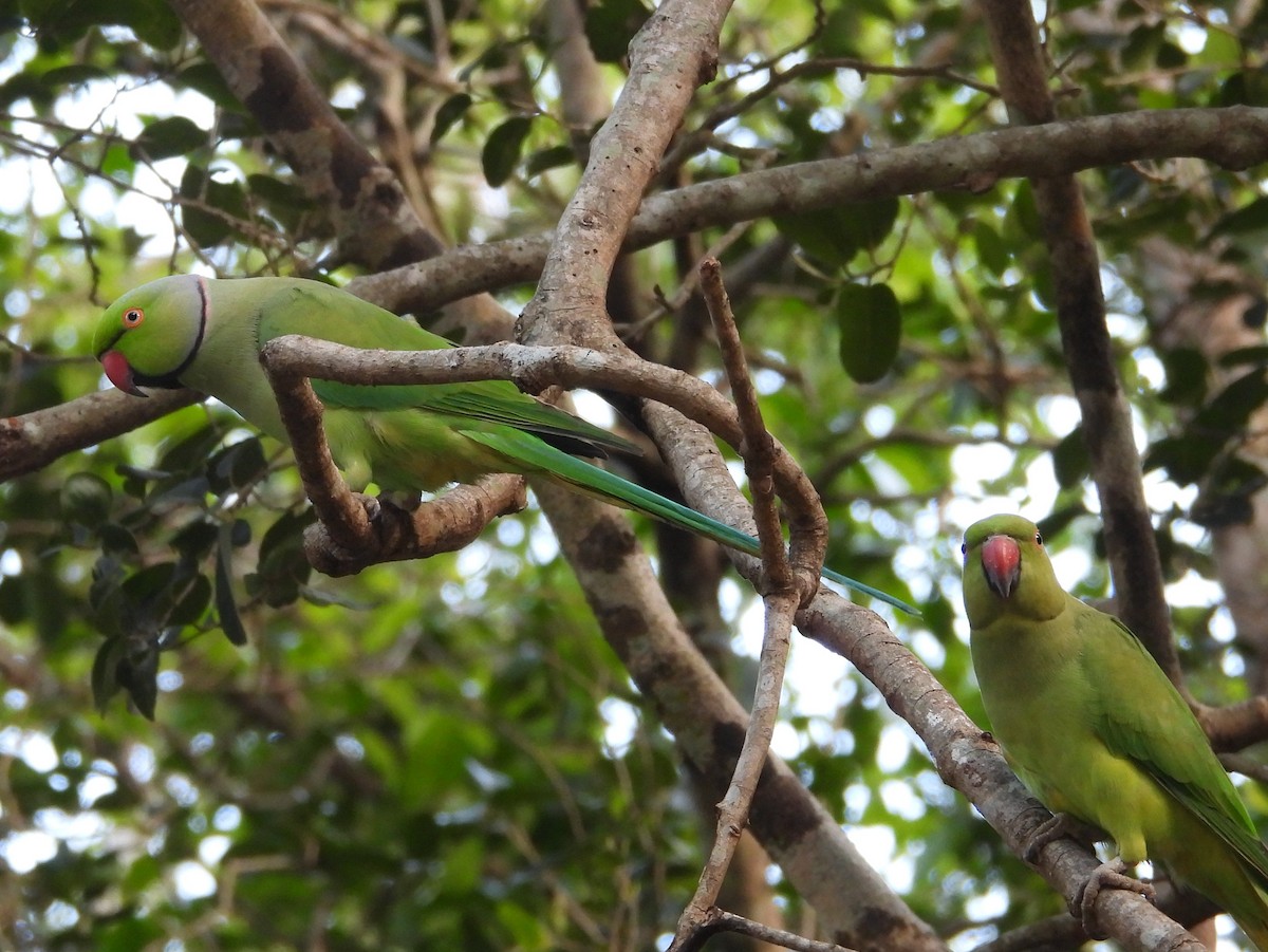 Попугай Крамера - ML645581751