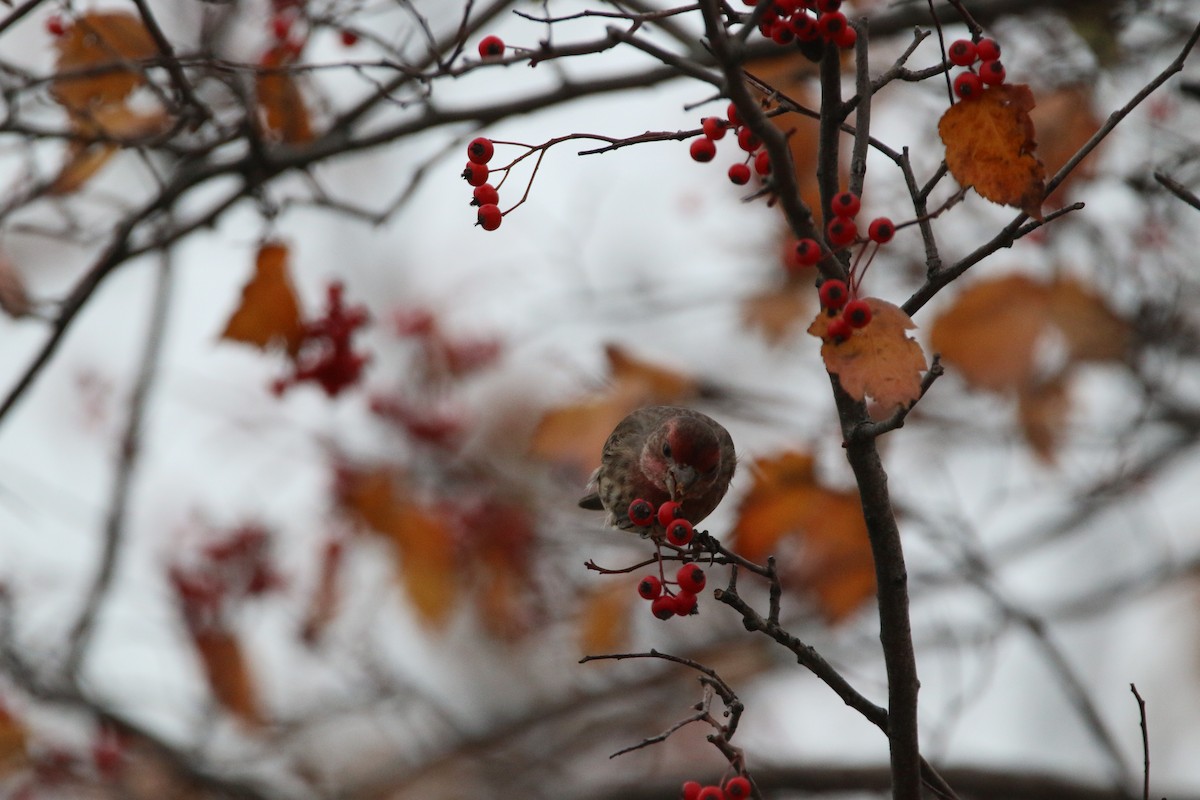 Мексиканская чечевица - ML645581752