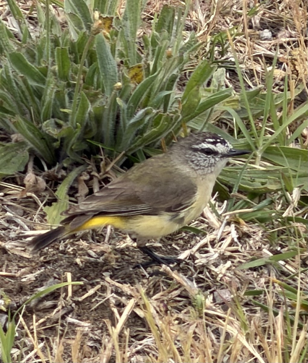 Yellow-rumped Thornbill - ML645581760