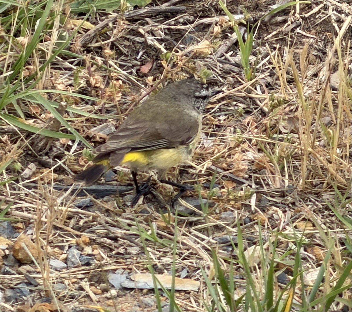 Yellow-rumped Thornbill - ML645581761