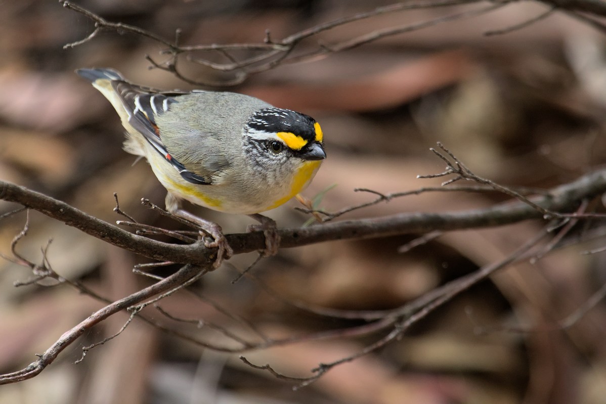 Striated Pardalote - ML645581762