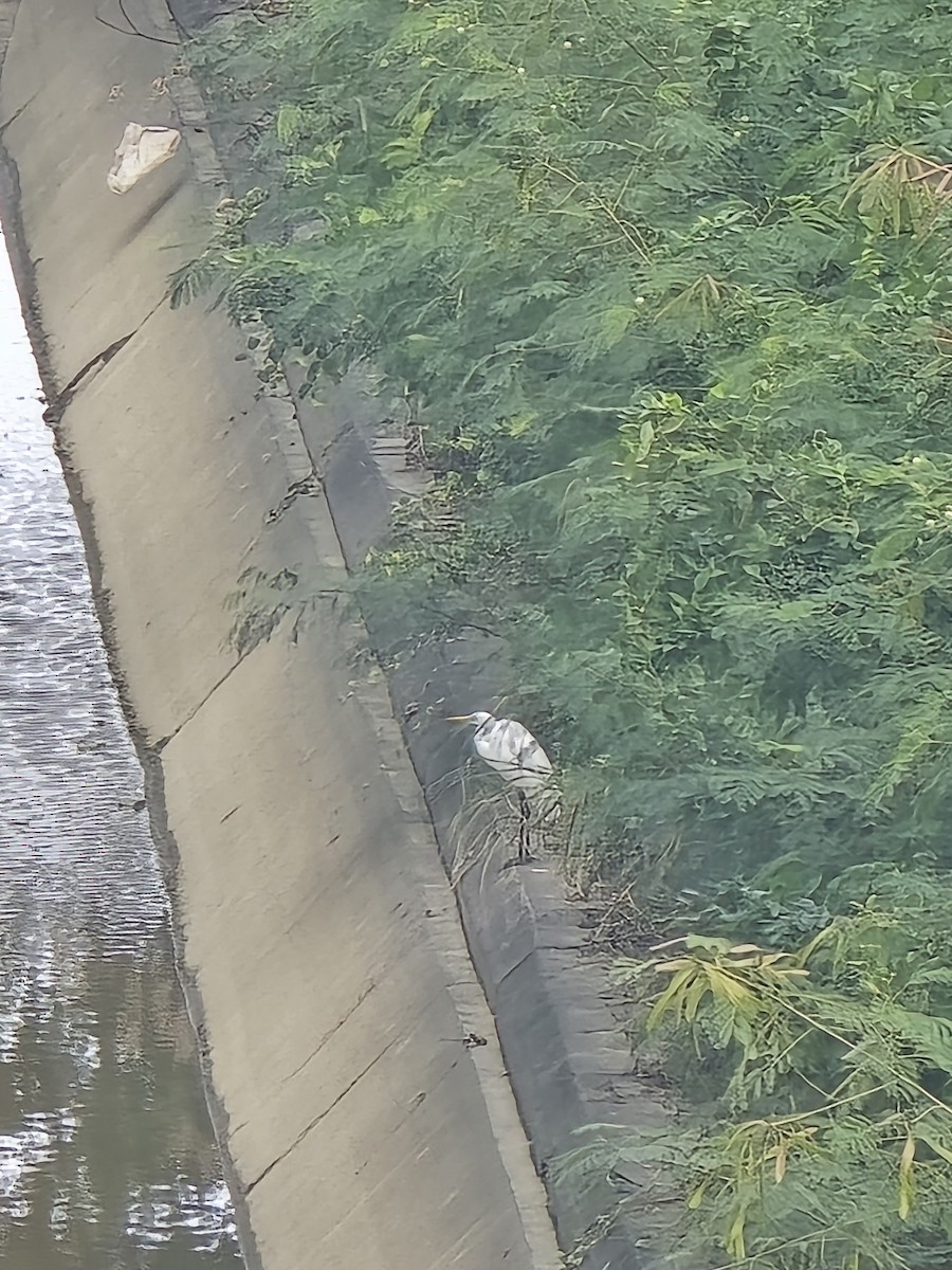 Great Egret - ML645581781