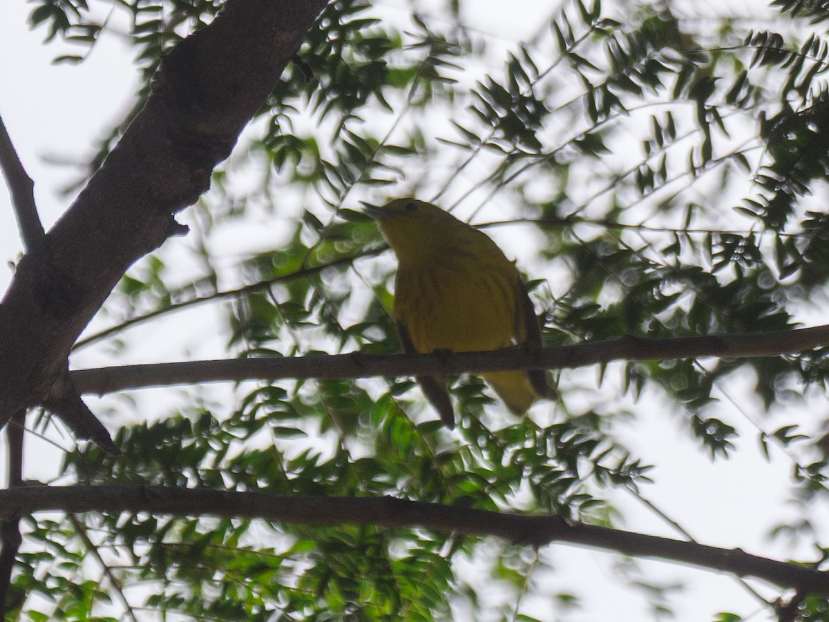 Northern Yellow Warbler - ML645581785