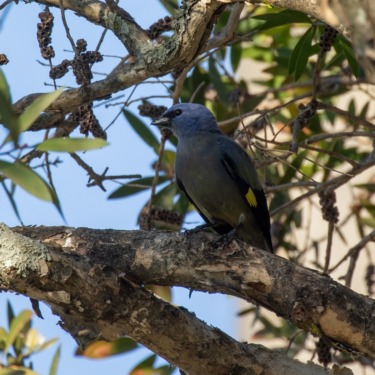 Yellow-winged Tanager - ML645581786