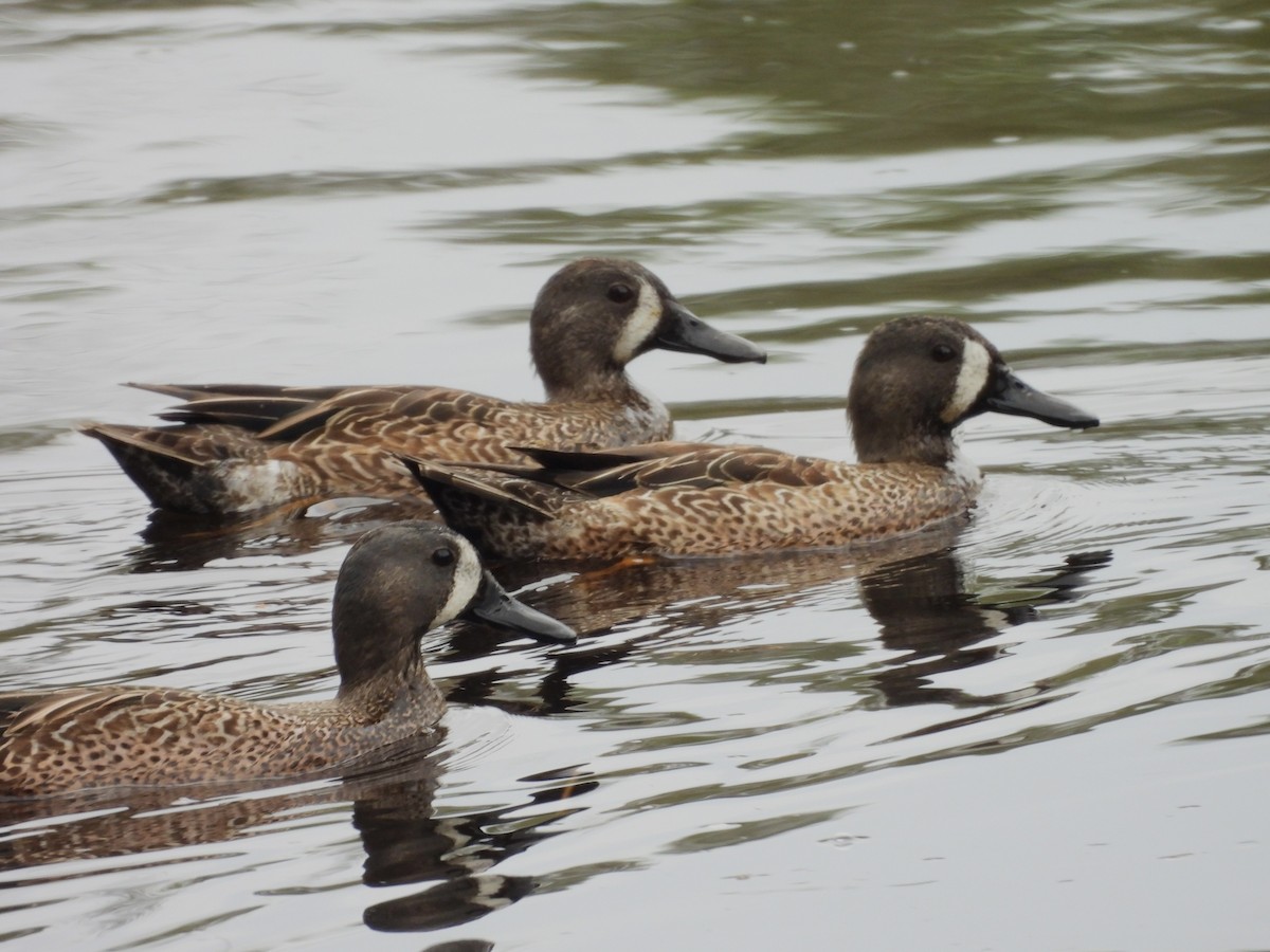Blue-winged Teal - ML645581791