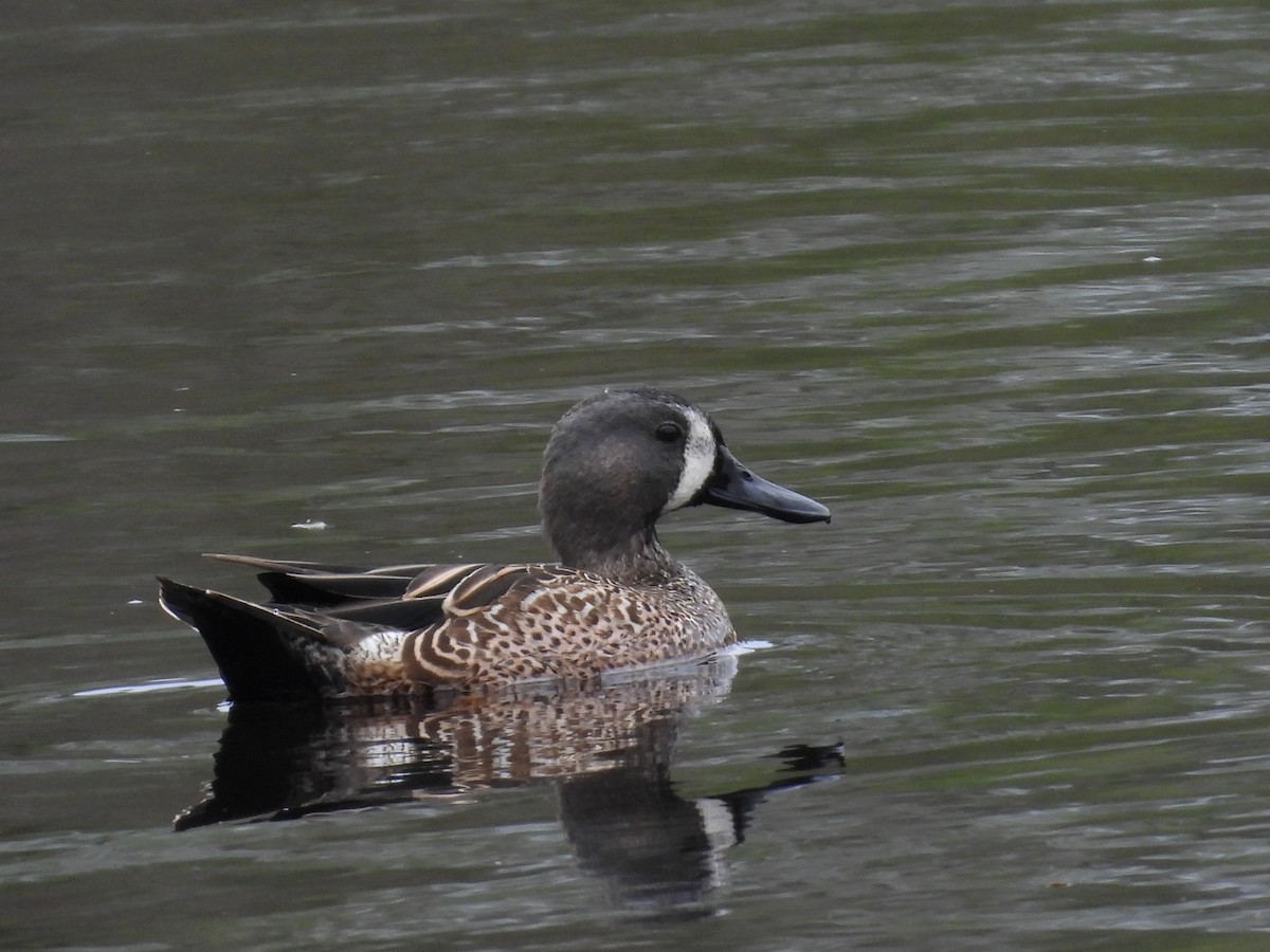 Blue-winged Teal - ML645581792