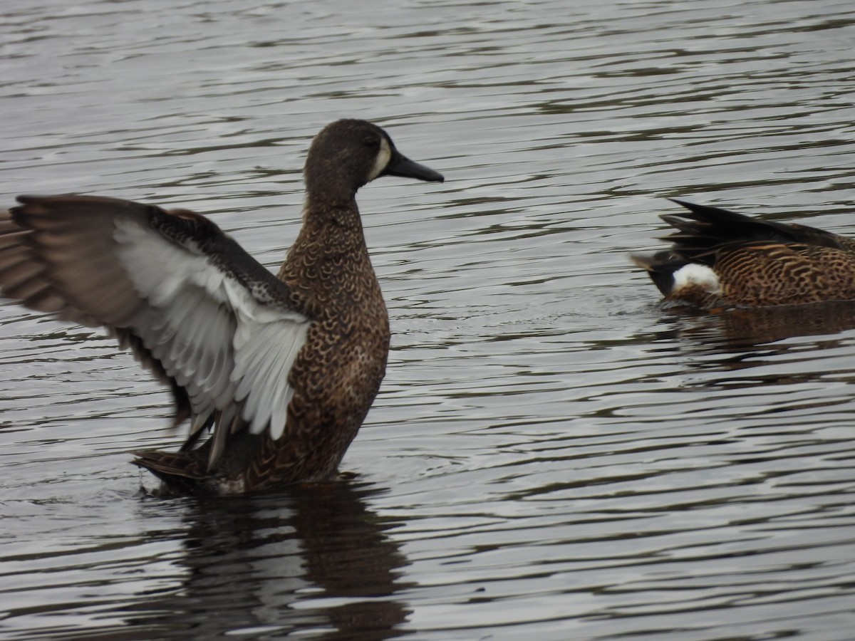 Blue-winged Teal - ML645581794