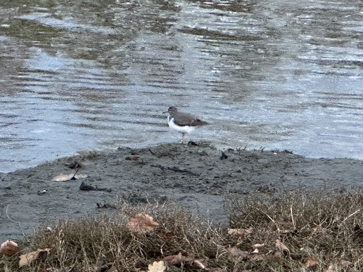 Spotted Sandpiper - ML645581797