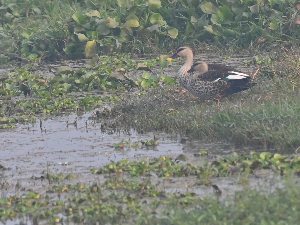 Indian Spot-billed Duck - ML645581802