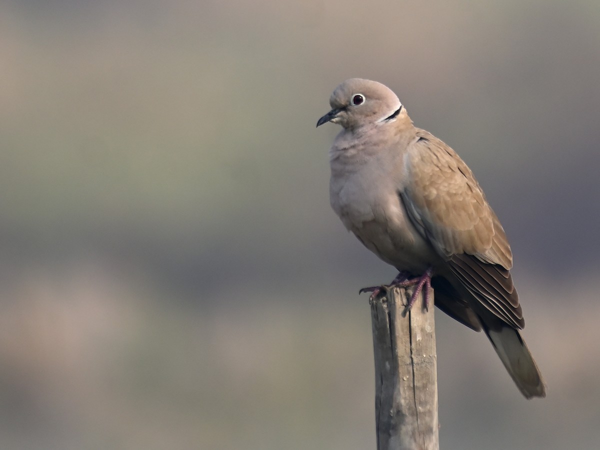 Eurasian Collared-Dove - ML645581806