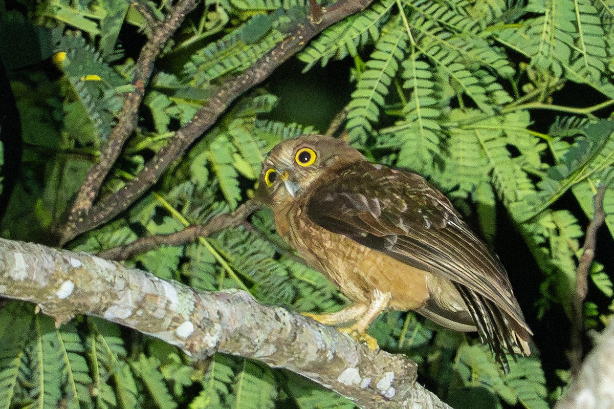 Buru Boobook - ML645581810