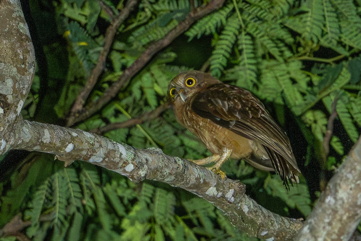 Buru Boobook - ML645581811