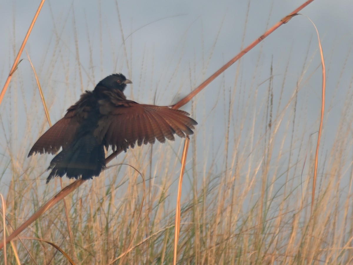 Greater Coucal - ML645581812