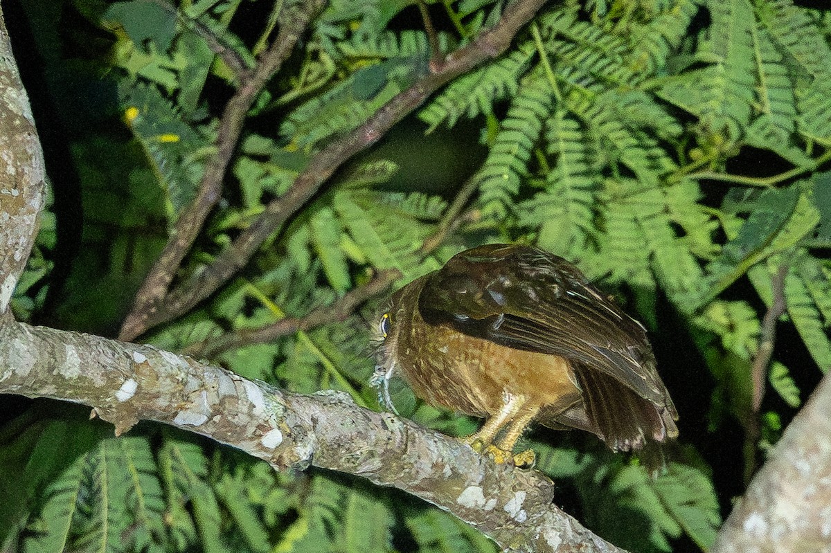 Buru Boobook - ML645581813