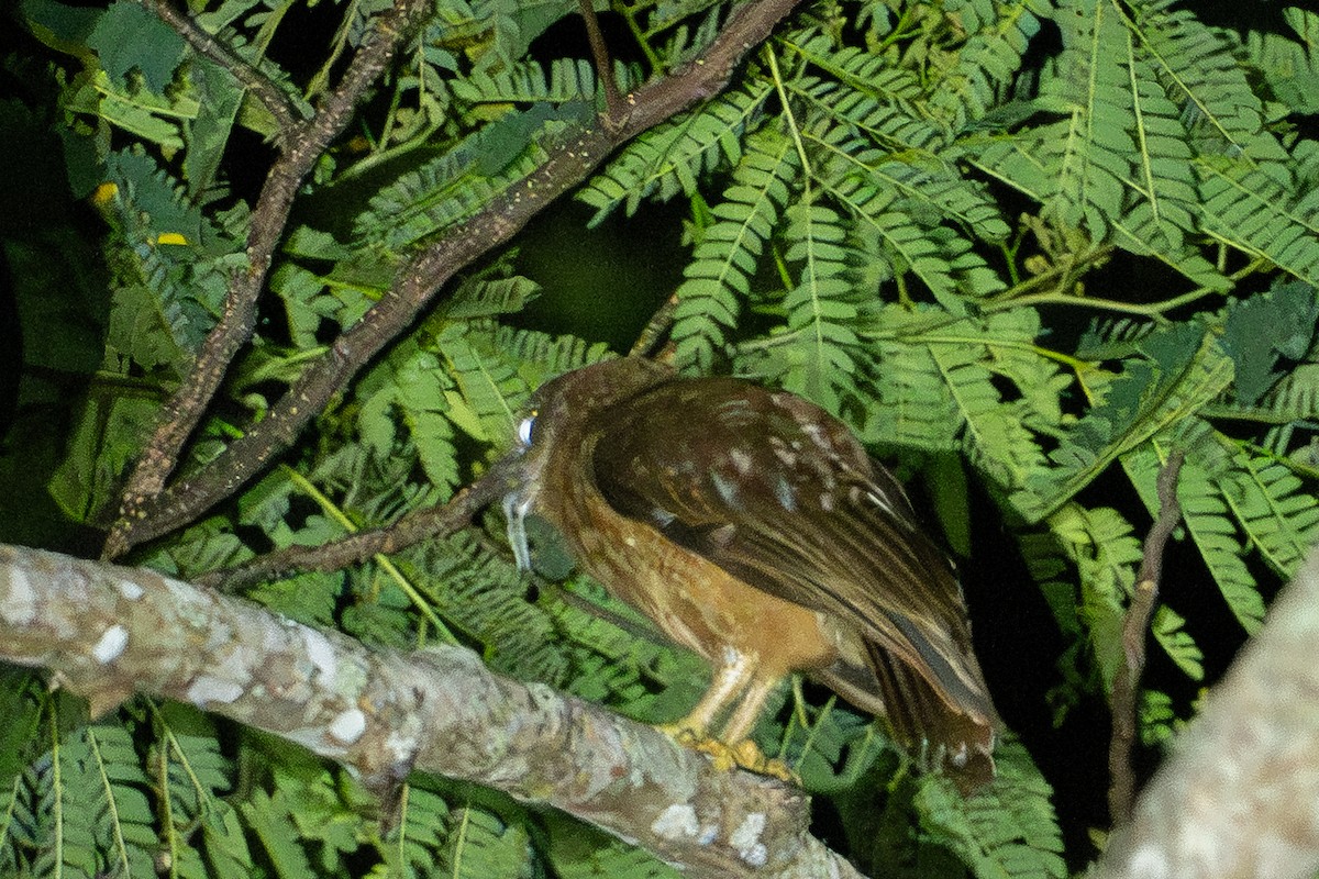 Buru Boobook - ML645581814