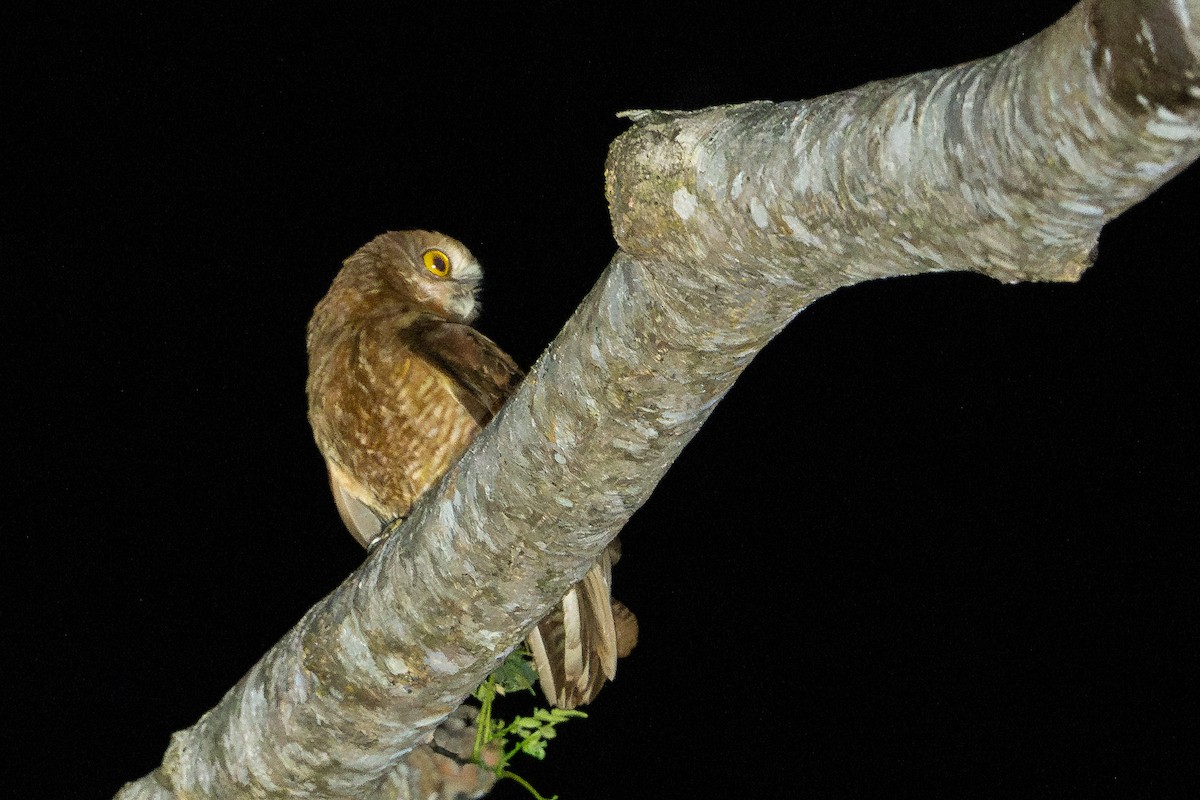 Buru Boobook - ML645581819