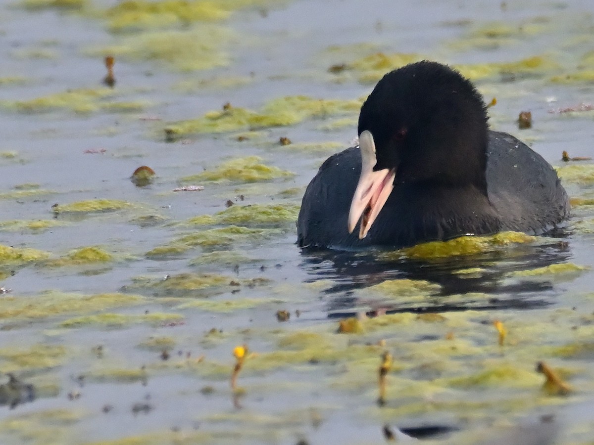 Eurasian Coot - ML645581820