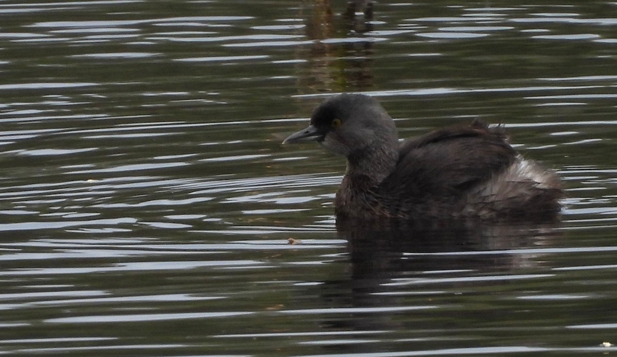 Least Grebe - ML645581822