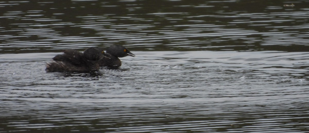 Least Grebe - ML645581823