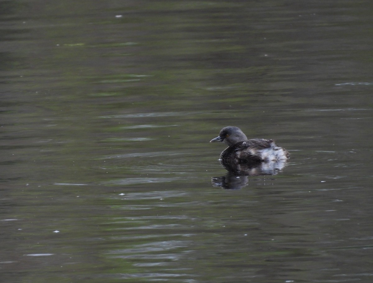 Least Grebe - ML645581824