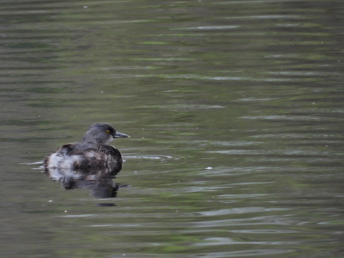 Least Grebe - ML645581825