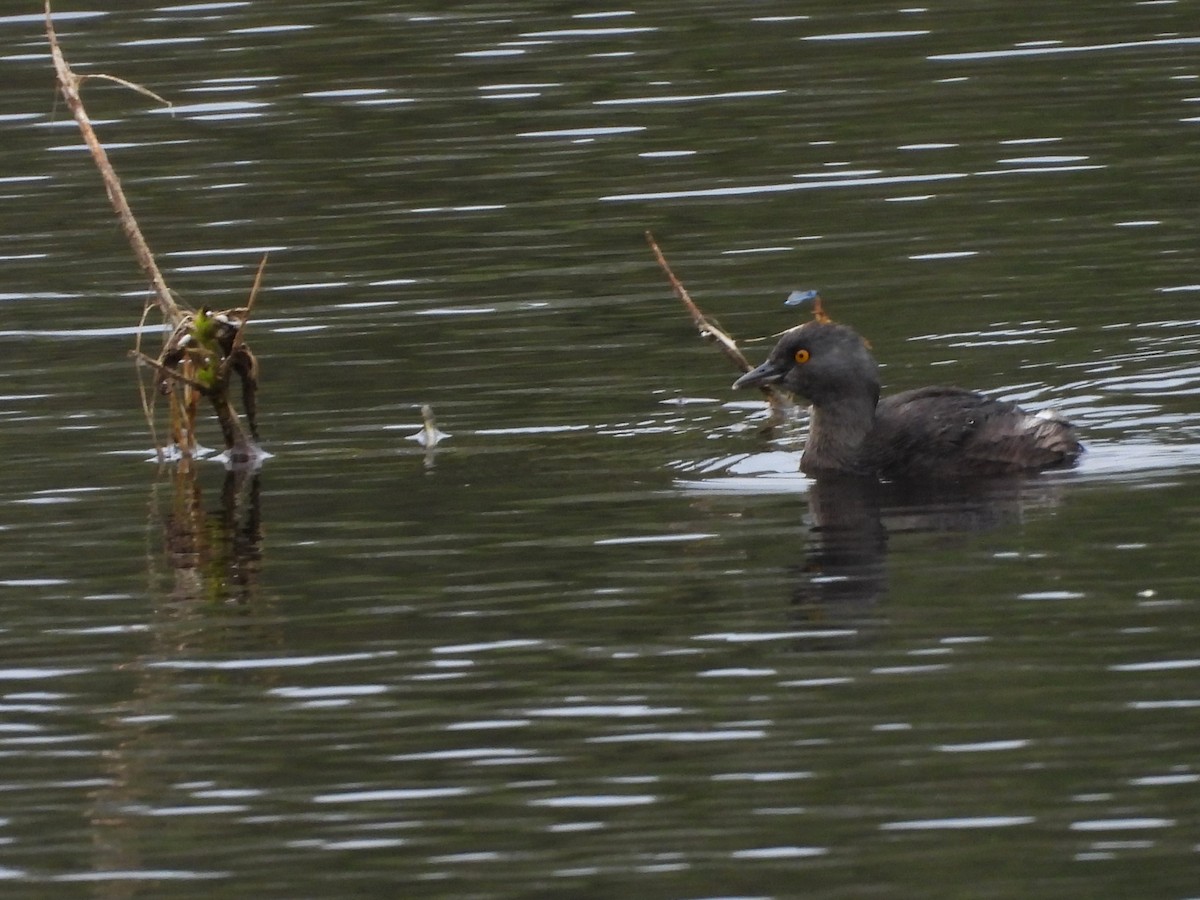Least Grebe - ML645581826