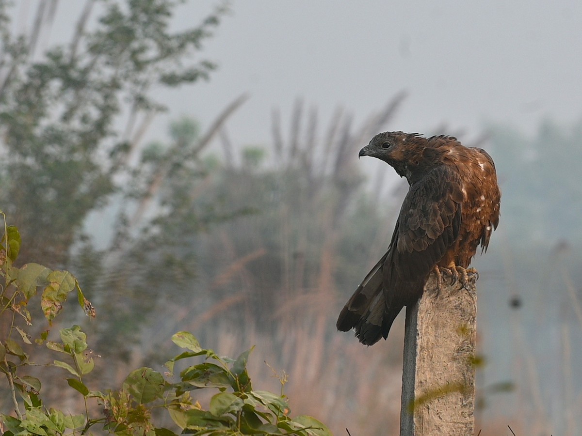 Oriental Honey-buzzard - ML645581838