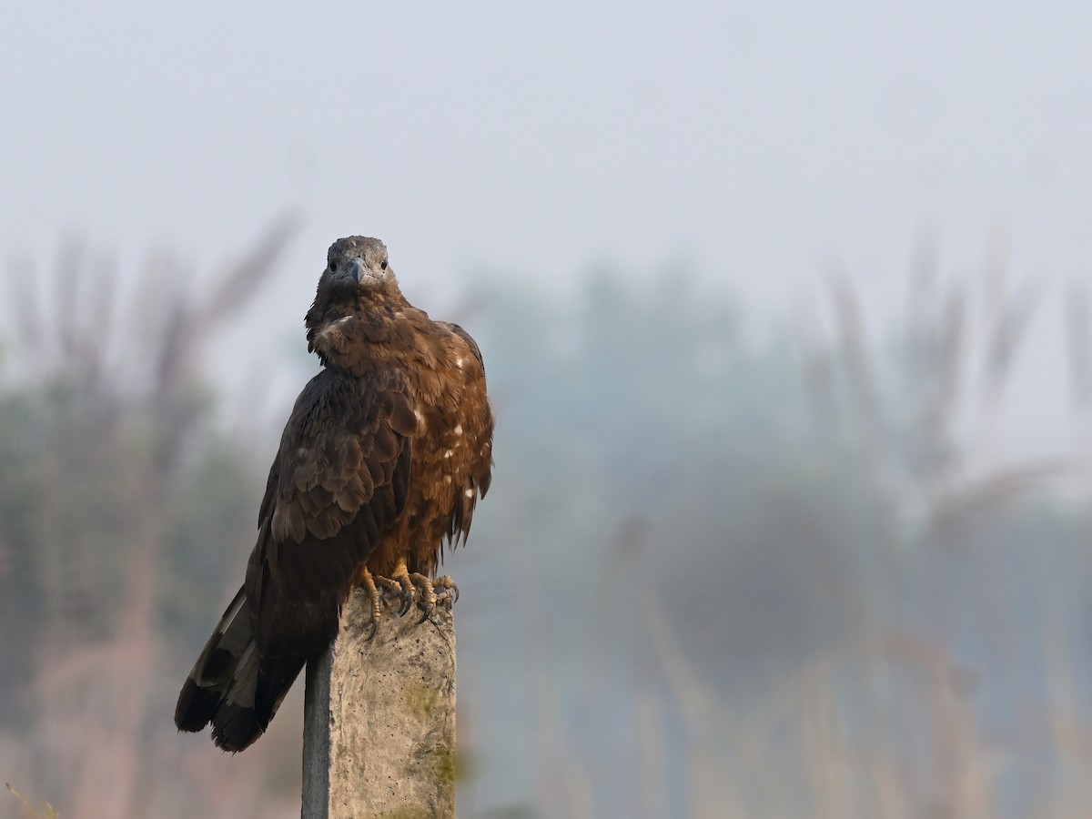 Oriental Honey-buzzard - ML645581839