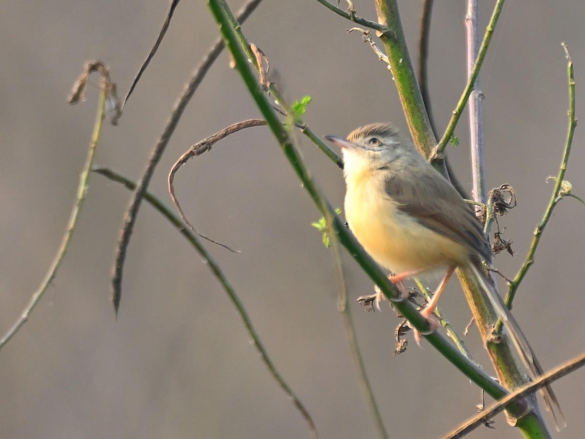 Plain Prinia - ML645581858