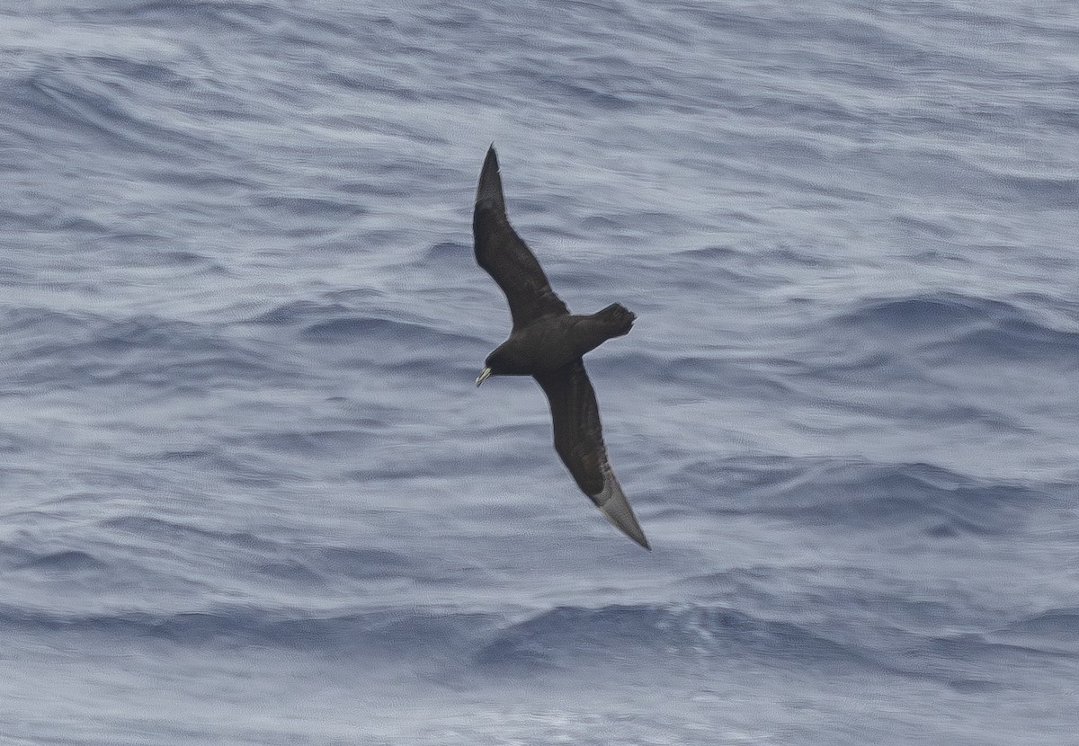 White-chinned Petrel - ML645581872