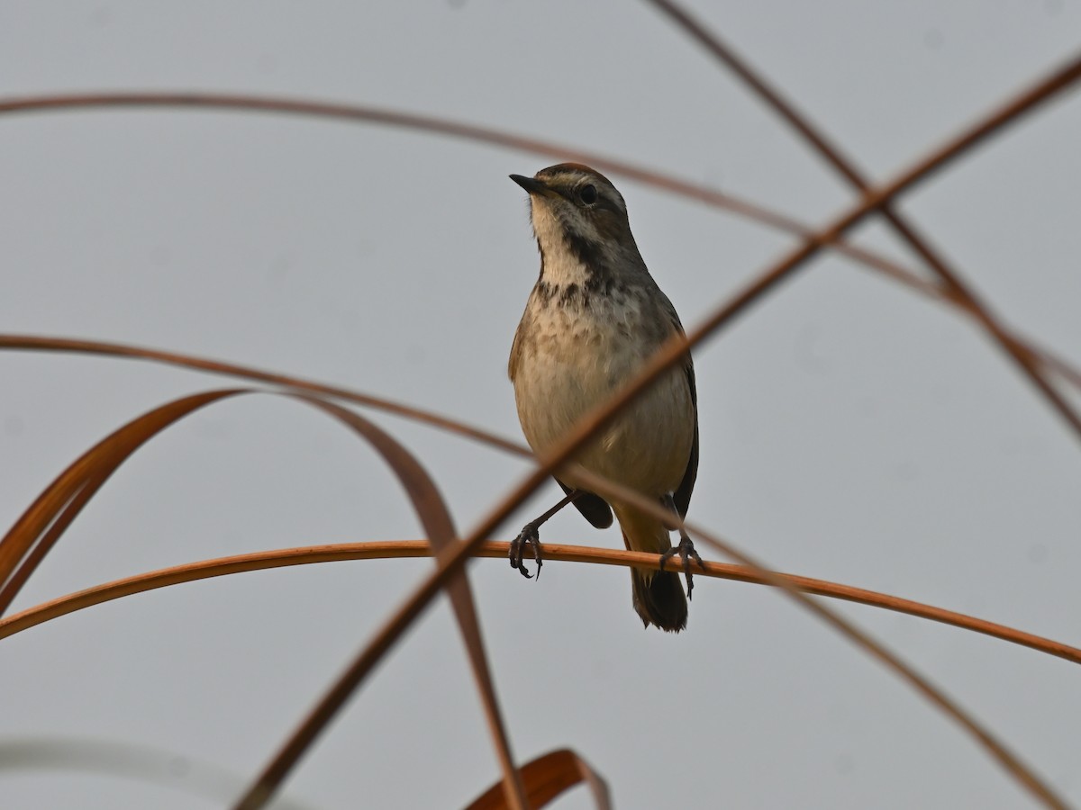 Bluethroat - ML645581874