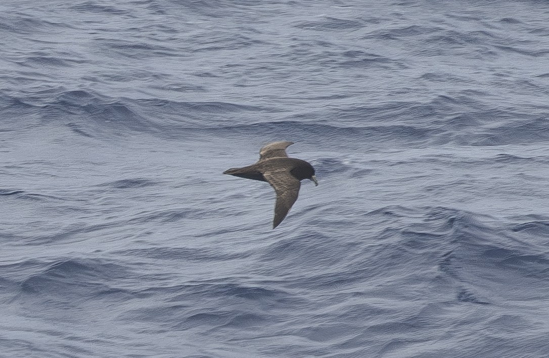 White-chinned Petrel - ML645581876
