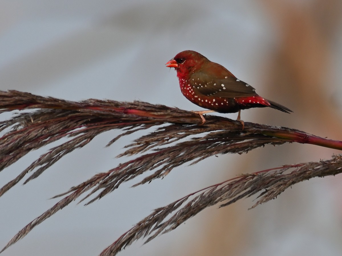 Red Avadavat - ML645581878