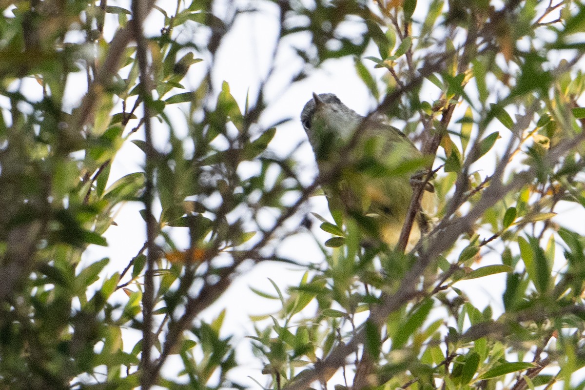 Island Leaf Warbler (Buru) - ML645581885