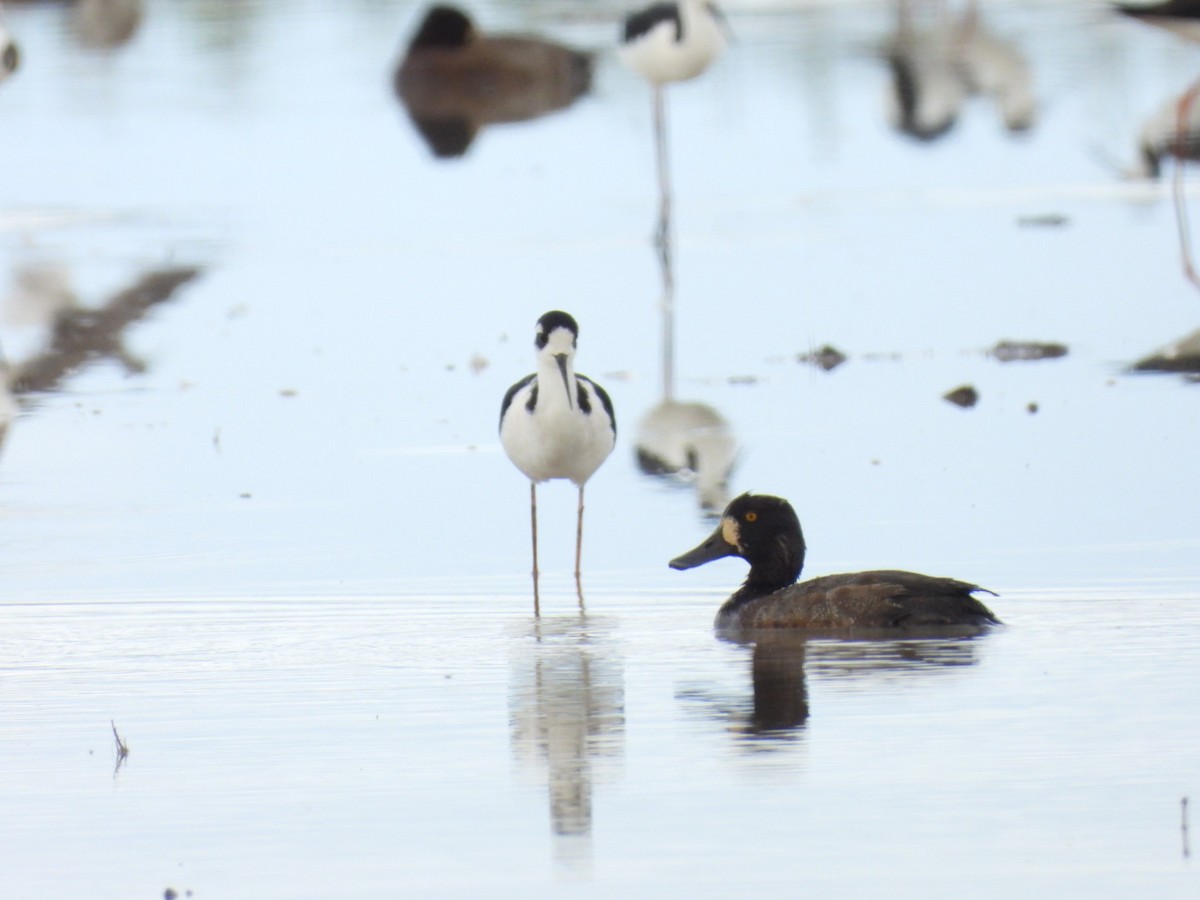 Lesser Scaup - ML645581907