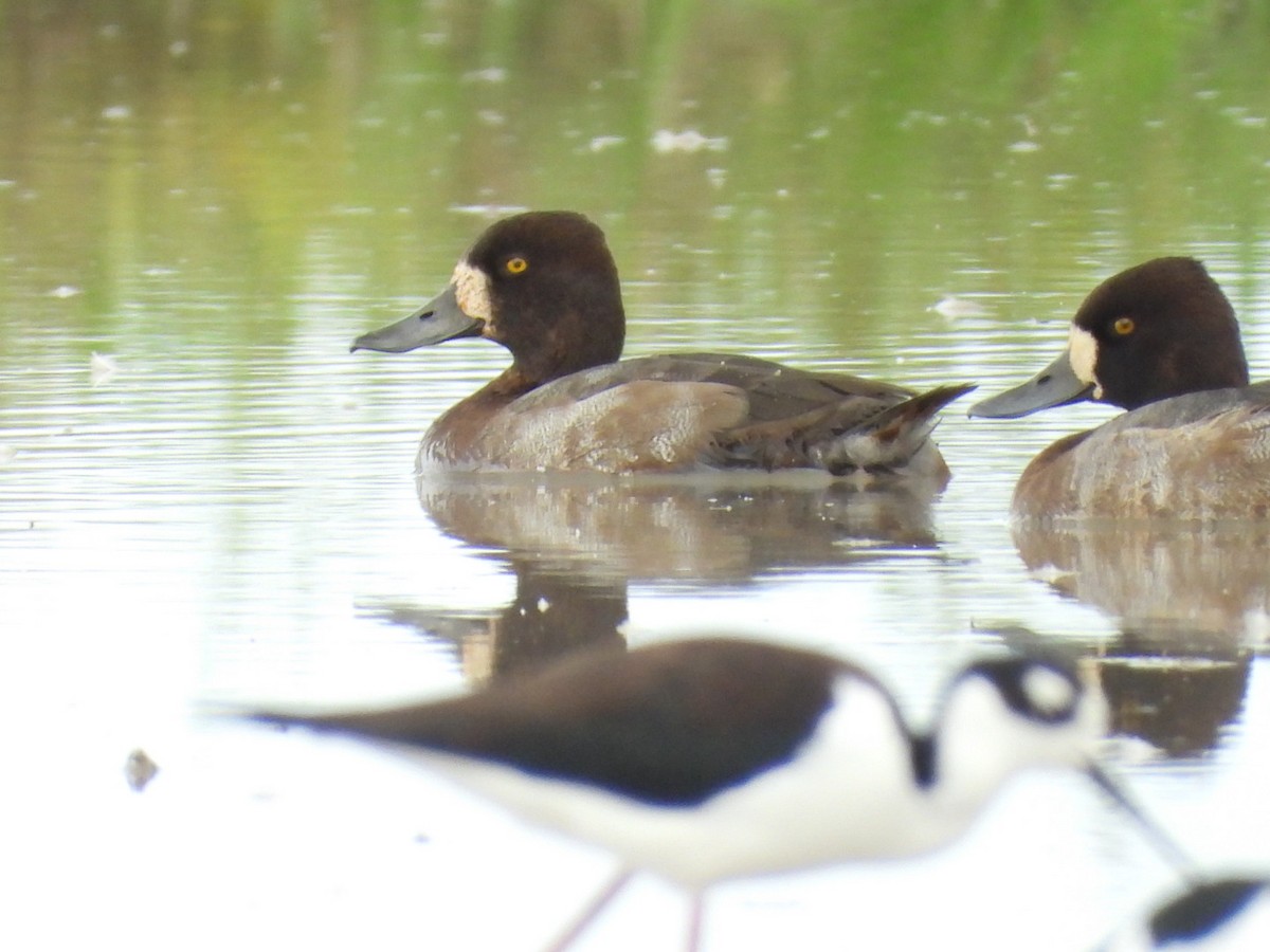 Lesser Scaup - ML645581908