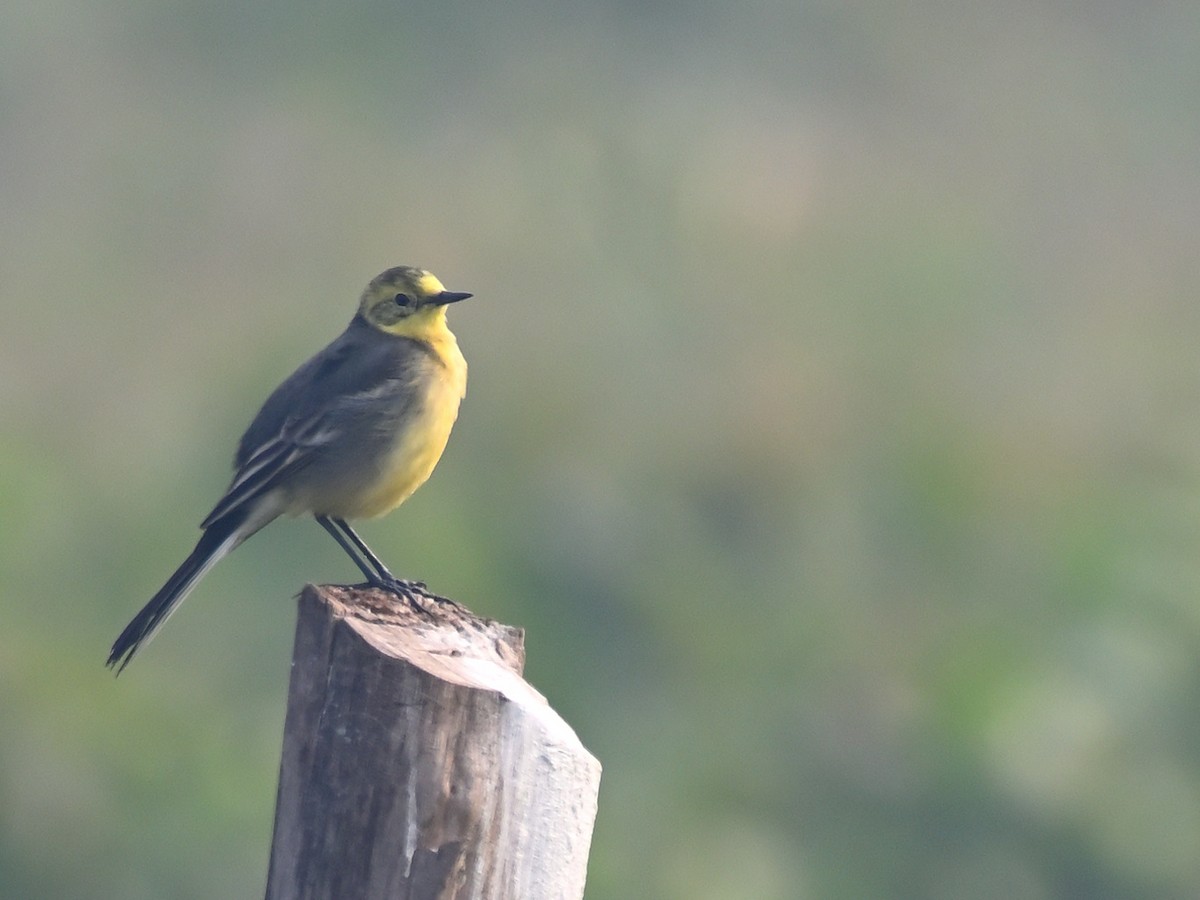 Citrine Wagtail - ML645581915
