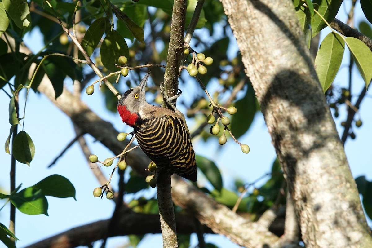 Hispaniolan Woodpecker - ML645581918