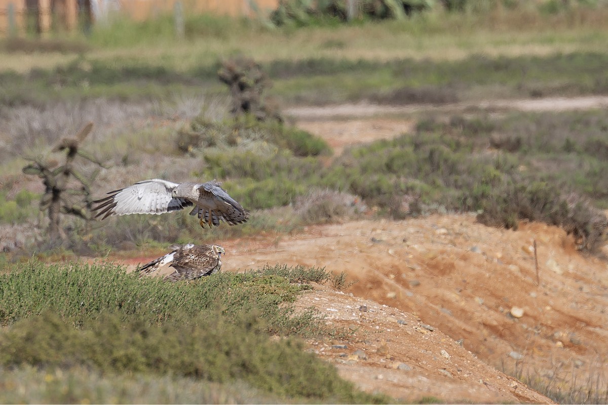 Aguilucho de Hudson - ML645581920