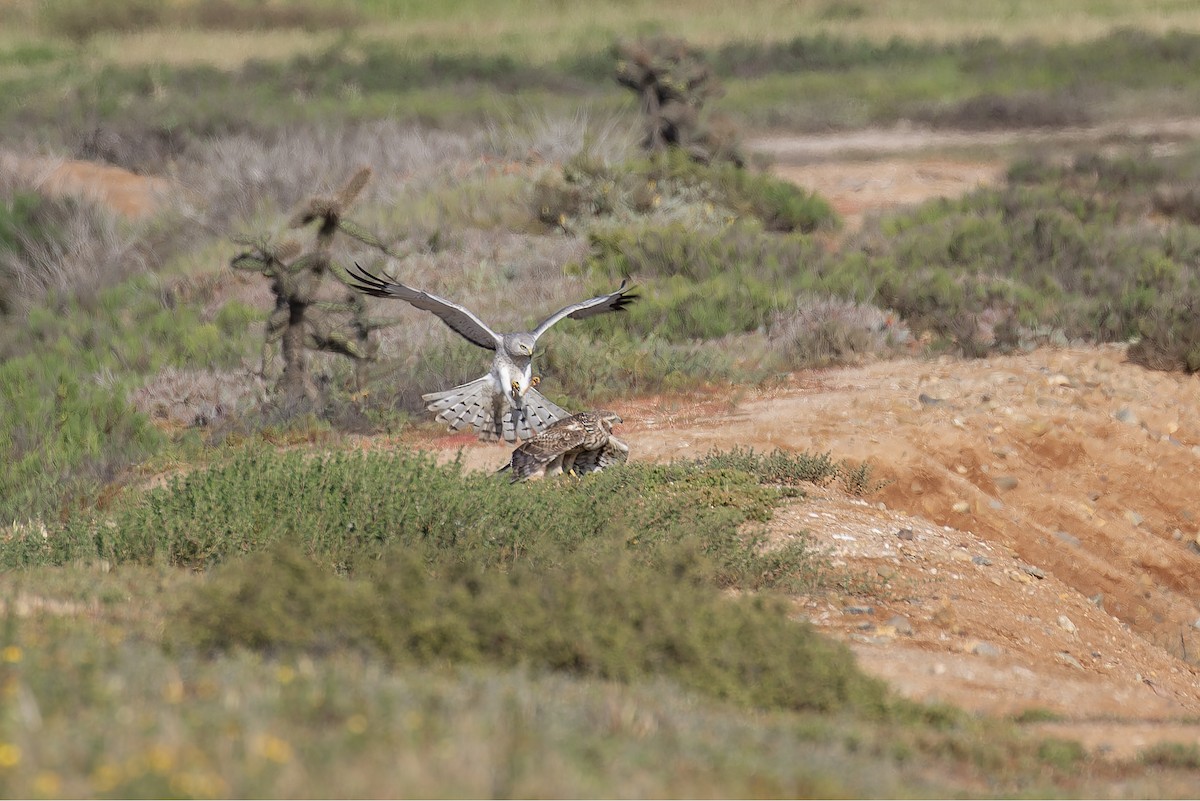Aguilucho de Hudson - ML645581922