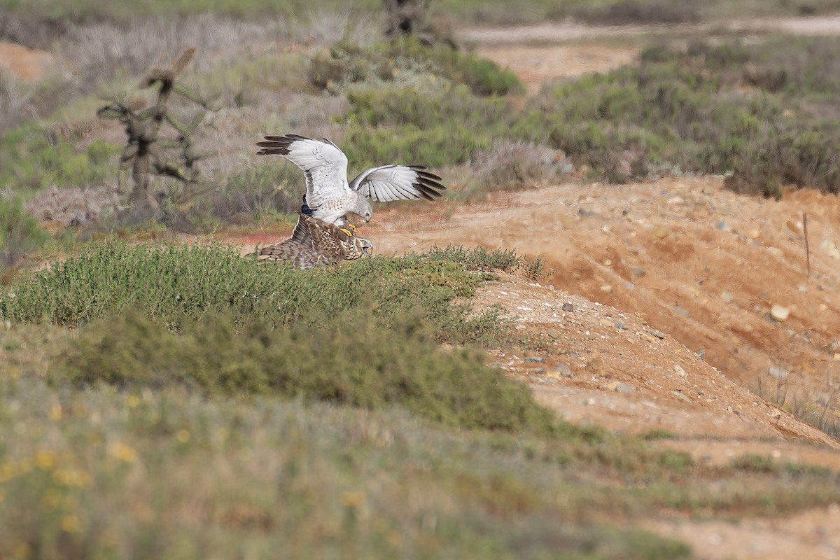 Aguilucho de Hudson - ML645581927