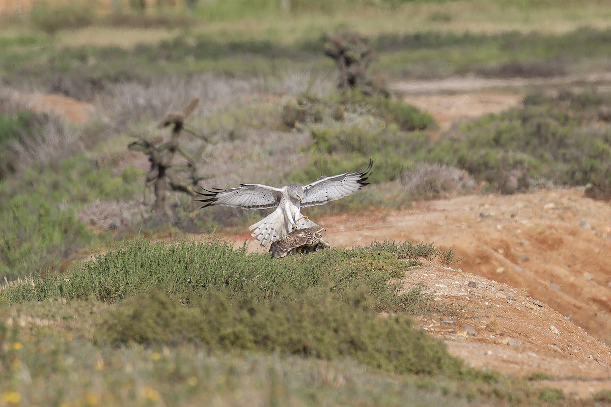 Aguilucho de Hudson - ML645581928