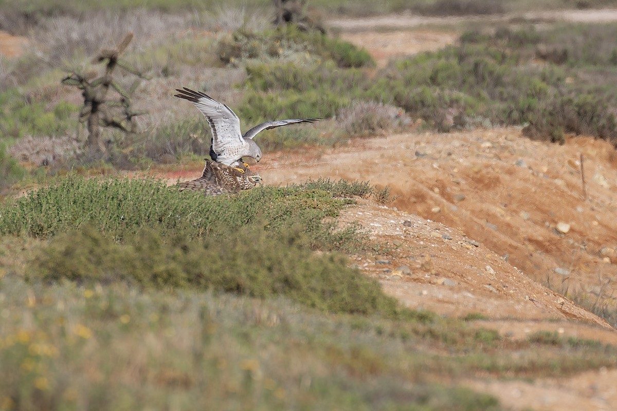 Aguilucho de Hudson - ML645581929