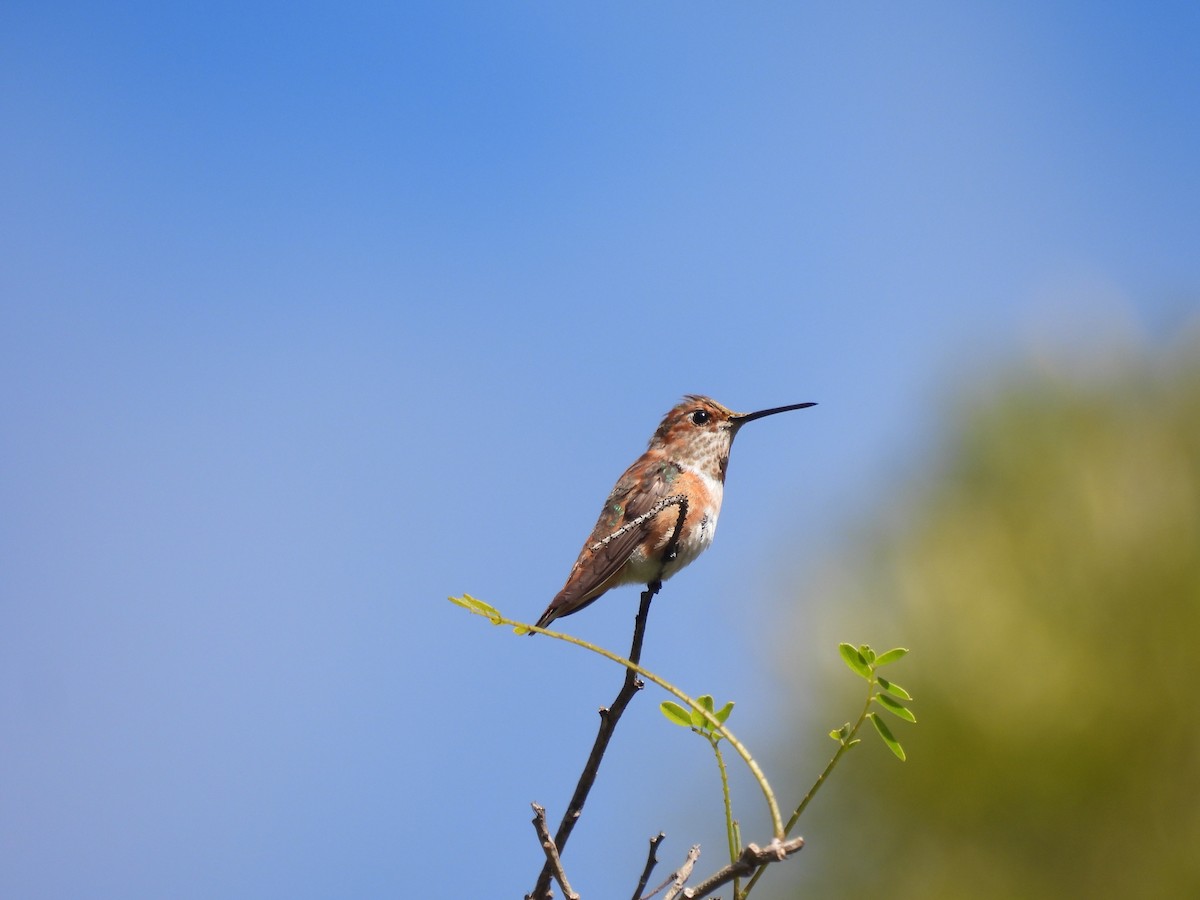 Rufous Hummingbird - ML645581940